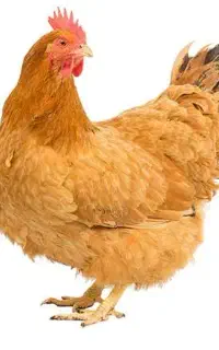 تلفات مرغ