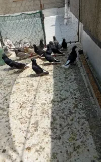 ۴۰تاکبوتر دم سفید