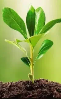 مشاوره کاشت صیفی جات گلخانه ای