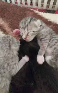 تعدادی بچه گربه