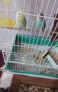مورغ عش تخم گزار