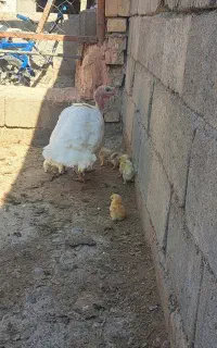 بوقلمون ماده