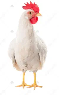 سه عدد مرغ