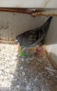 کبوتر ماده