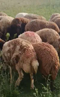بزغاله