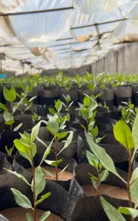 نهال پسته محلی درجه یک