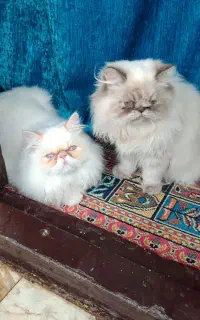 دوعددگربه پرشین نرو ماده