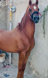 سیلمی عرب مصری پسری از کنزالناصر