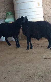 بره قوچ شال