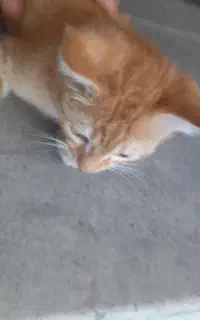 فروش بچه گربه