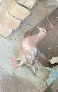 کفتر
