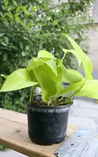 گل پتوس و کراسولا خرفه ای
