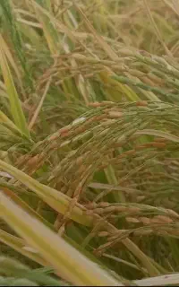برنج چمپا