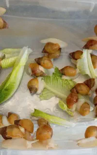حلزون البینو
