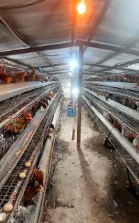 قفس مرغ تخمگذار ۱۰۰۰ سر مرغ محلی فروش فوری