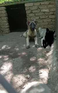 توله ماده سرابی
