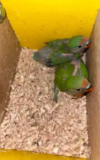 جوجه کتوله برزیلی سرلاکی
