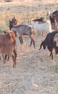 ۳۰راس بز کهره دار