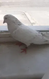 مجسمه