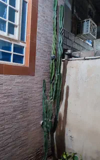 فروش کاکتوس خورموج