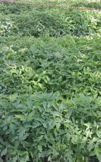 نشاگوجه