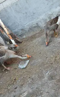 ۳عدد‌ غاز