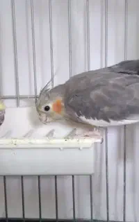 عروس هلندی با دو جوجه