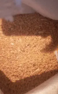 گندم