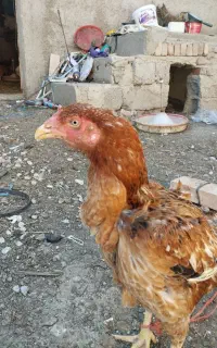 فروش لاری اصیل