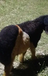 بره روزگار نر