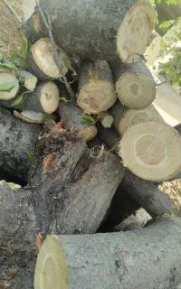 چوب شومینه