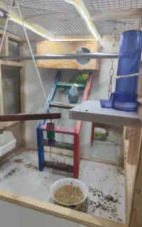 فروش مرغ عشق همراه با قفس