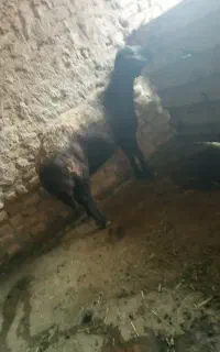 گوسفند