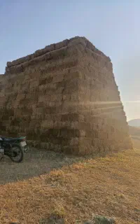 گلش بسته‌بندی