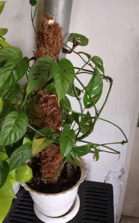 ۴تاگلدان باهم
