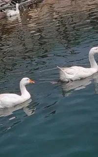 ادیت عکس و فیلم