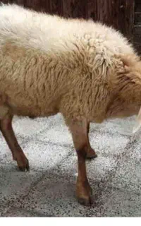 ذبح گوسفند گاو شتر