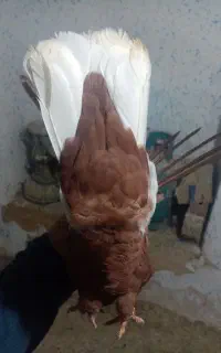 کبوتر