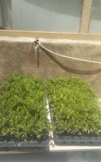 تیولکی نشا گوجه