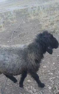 قوچ