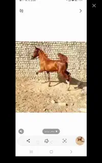 کره مادیان دو و نیم ساله از زرین آقای اسدی