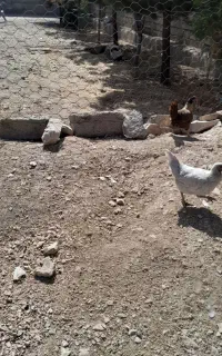 مرغ