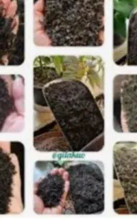 انواع چای شمال کشور با عطر و طعم طبیعی