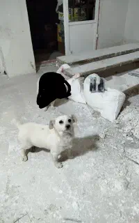 دزدیده شده
