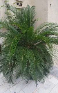 سیکاس پنج ساله