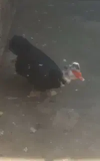 یک جفت اردک نر و ماده روسی تمیز