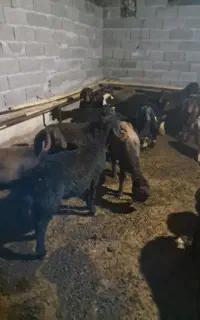 فروش بره نر افشاری