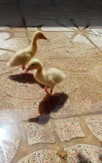 جوجه اردک