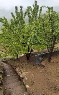 باغ
