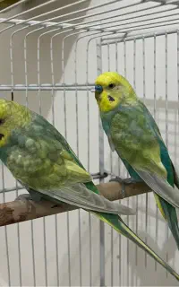 مرغ عشق